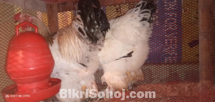 ব্রাহামা মুরগির বিজ ডিম